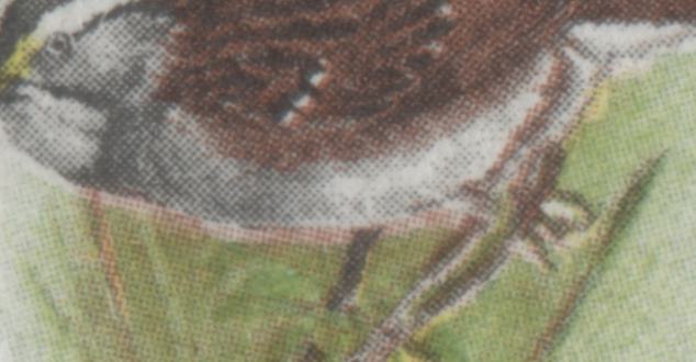 Canada #496 var 6c Multicolured White Throated Sparrow, 1969 Birds Issue, 3 VFNH Singles With Colour Shifts Of Birds & Branches On HB Paper,  Fluorescence Level 11