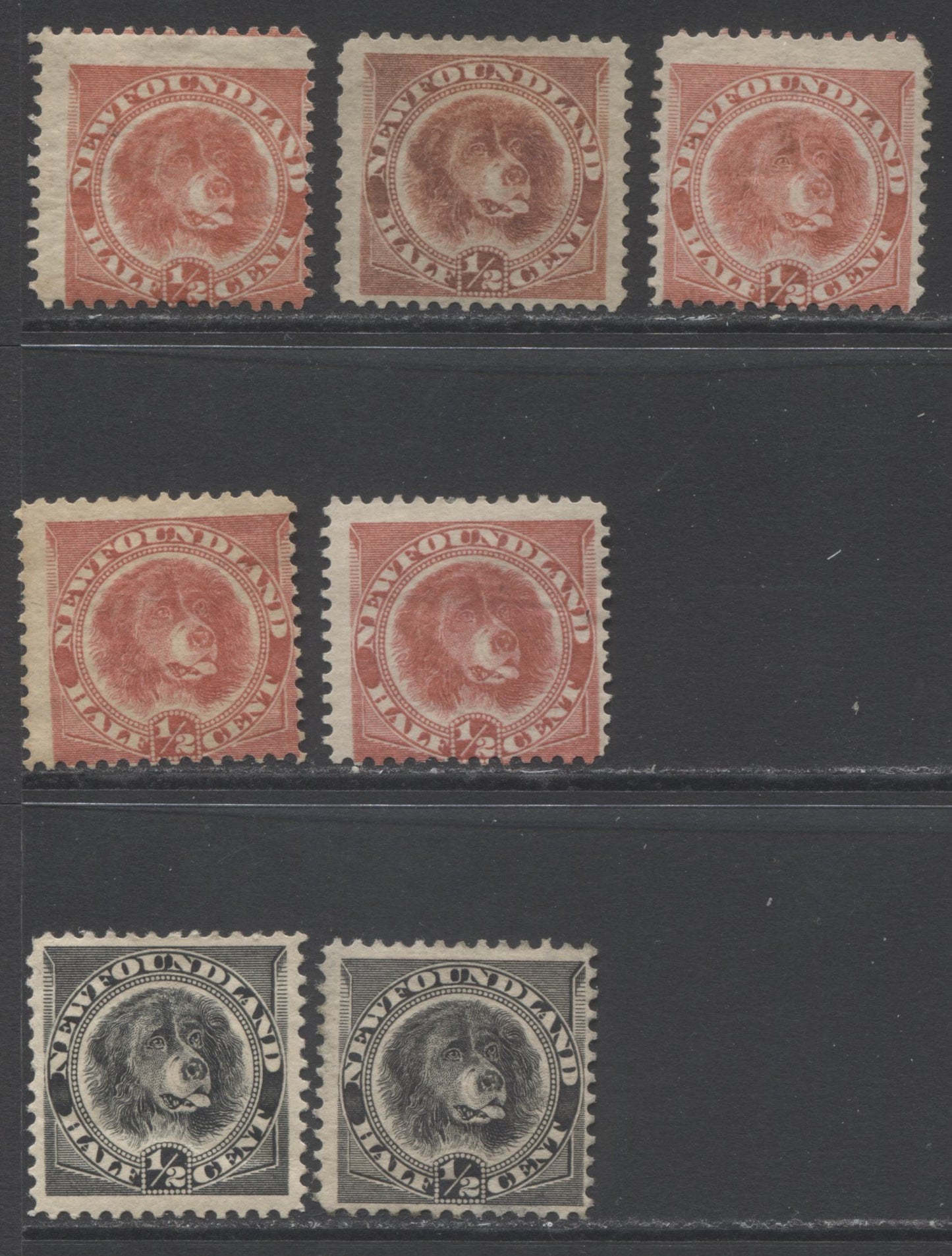Lot 337 Newfoundland #56, 58 1/2c Rose Red & Black Newfoundland Dog, 1887-1898 Third Cent Issue, 7 Good - Fine Mint  Singles, A Study Lot Of Mint OG Stamps