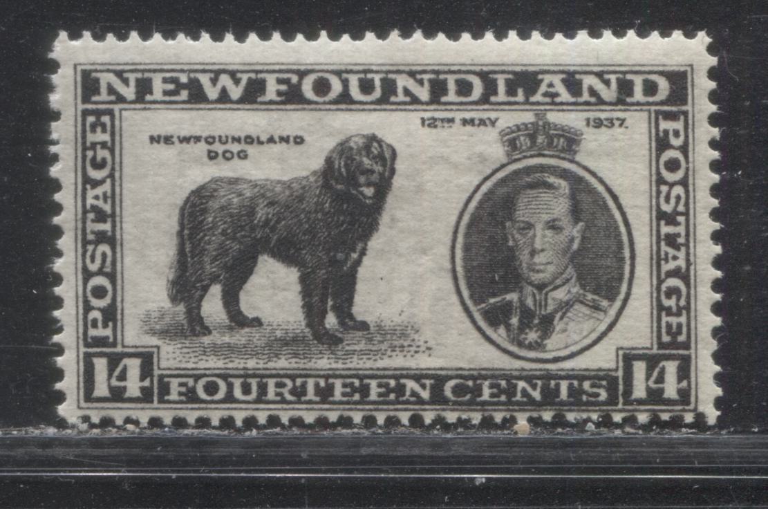 Lot 128 Newfoundland # 238ix 14c  Black King George VI and Newfoundland Dog, 1937 Long Coronation Issue, A VFOG Example, Line Perf. 13.9, Position 10 Re-Entry