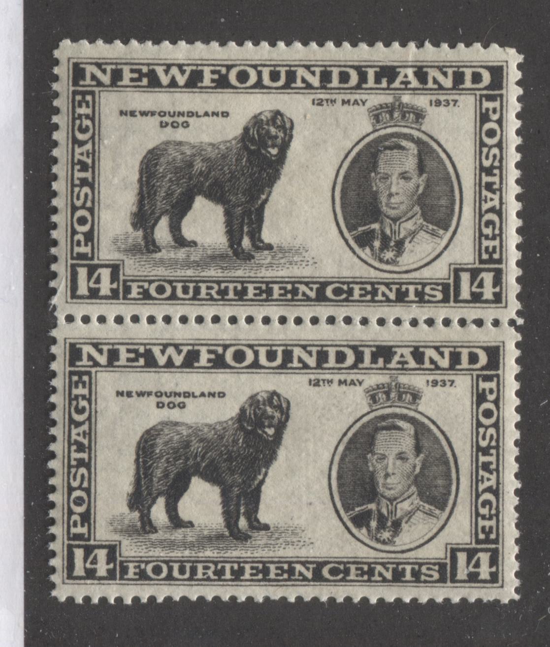 Newfoundand #238 14c Black 1937 Long Coronation Issue Pair With Guideline Through Crown of Top Stamps, VFNH, Perf. 14.25 Line Brixton Chrome 