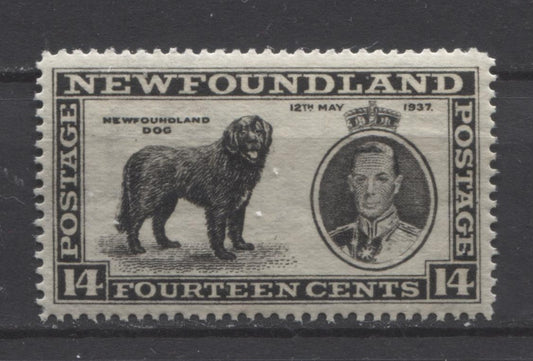 Newfoundland #238 (SG#262) 14c Black 1937 Long Coronation Perf. 14.25 VF-75 NH Brixton Chrome 